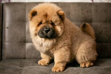 Puppy chow chow on the couch. Purebred red dog chow-chow