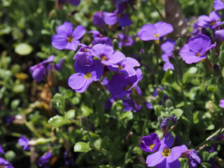 Close up of an Aubrieta, wonderful bee pasture, beautiful forage plant for many pollinator insects.
