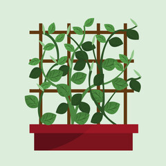 vines growing in a lush and pretty garden