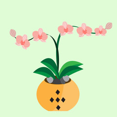 Orchid flowers that grow in a pot beautifully and beautifully