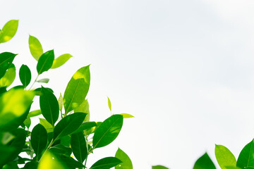 Closeup nature view of green leaf on white background with copy space using as background concept