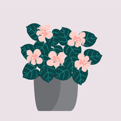 beautiful pink hibiscus flower thrives in pots