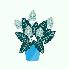 beautiful turquoise aglonema flowers thrive in pots