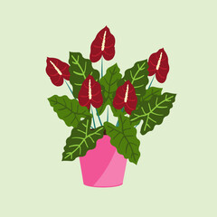 beautiful red aglonema flowers thrive in pots