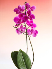 flower phalaenopsis