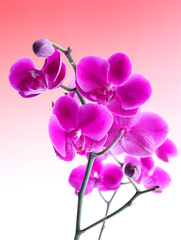 Fototapeta na wymiar flower phalaenopsis