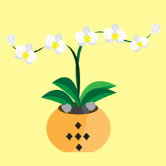 white orchid flowers that grow in a pot beautifully and beautifully
