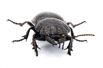 Moderately smooth warrior beetle - Pasimachus sublaevis - isolated on white background.  Pic taken after found coming out of dirt and leaf litter so it’s filthy and dirty. Front face view