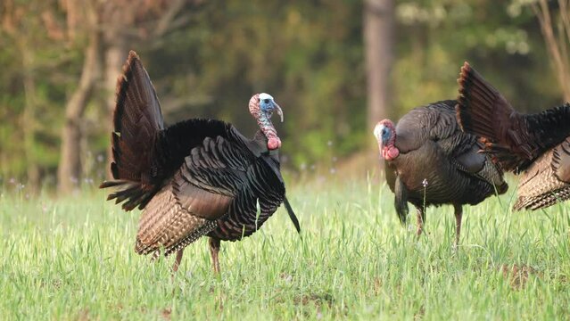 Wild Turkey (Meleagris gallopavo) gobbler strutting. April in Georgia,  1/2 half natural speed