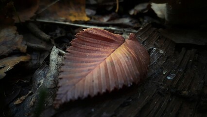 mushroom in the forest
