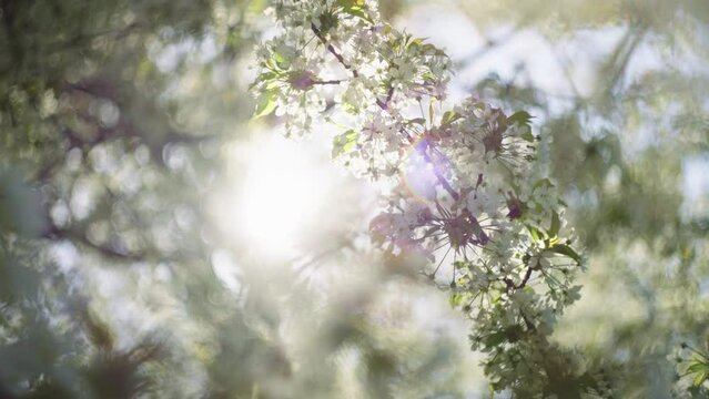 The sun's rays break through the flowers on the tree. Spring beauty and fullness of life. Beautiful moments of life. High quality 4k footage