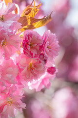 Beautiful Pink Sakura flowers, cherry blossom during springtime against blue sky