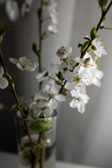Cherry blossom in glass studio light. Fragile pink cherry blossom twigs in glass vase on gray background.