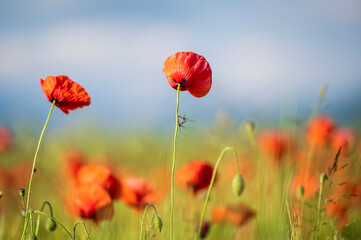 Carpets of red poppies in the wheat fields.