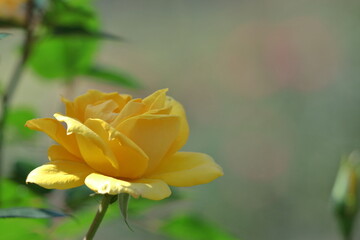 Fototapeta premium 花の女王