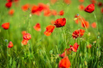 Fototapeta na wymiar Carpets of red poppies in the wheat fields.