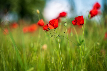 Carpets of red poppies in the wheat fields.