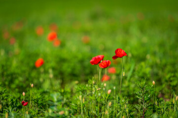 Carpets of red poppies in the wheat fields.