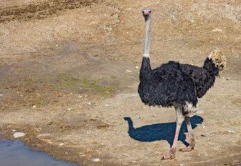 Naklejka premium Beautiful funny ostrich posing in sunny weather on the sand