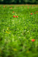 Carpets of red poppies in the wheat fields.