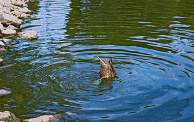 Wild duck dives into the lake