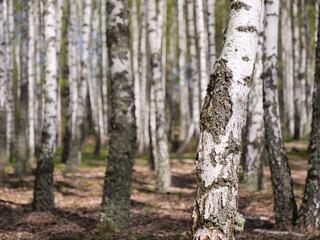 panorama spring in a birch grove young greenery