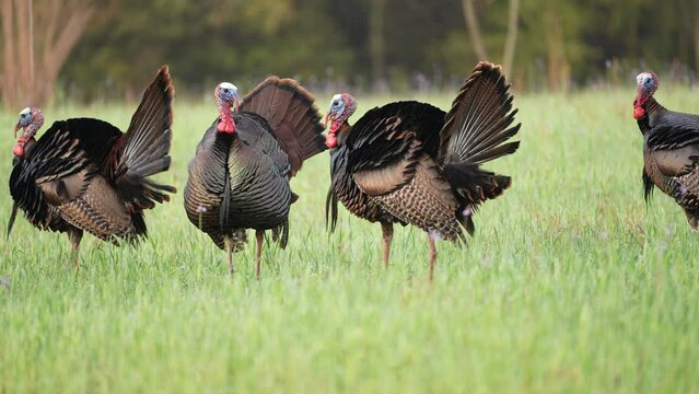 Wild Turkey (Meleagris gallopavo) gobbler strutting. April in Georgia,  1/2 half natural speed