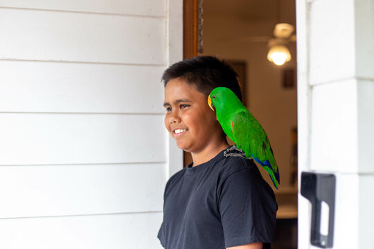 Young Aboriginal boy with pet bird on shoulder