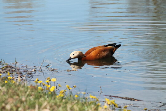 duck in the water