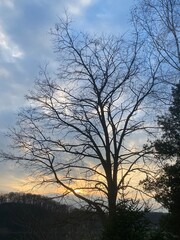 Silhouette of a tree on the background of the spring sky