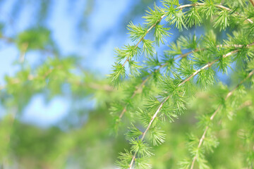 Young fluffy branches of Larch tree Larix decidua Pendula. Natural tree twigs. Spring or summer nature background. Closeup of green larch young needles. Larch as green spring background. Ecology 
