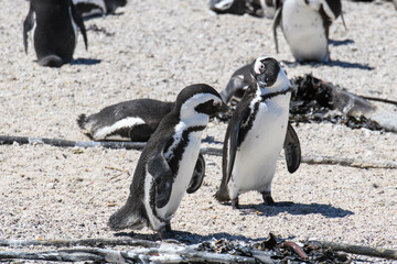 Penguin colony at Stony point of Betty's bay, South Africa