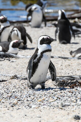 Penguin colony at Stony point of Betty's bay, South Africa