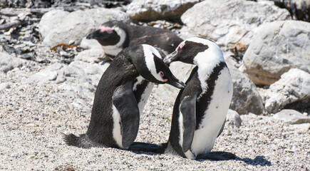 Naklejka premium Penguin colony at Stony point of Betty's bay, South Africa