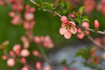 Obraz premium A branch of an ornamental tree or bush blooming with pink flowers. Sakura, quince or peach branch with flowers in spring.