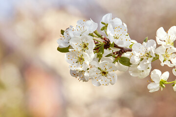 A tree branch with white flowers. Flowering trees in spring. Cherry, apricot, apple, pear, plum or sakura trees in bloom. Close-up on multicolor blurred background