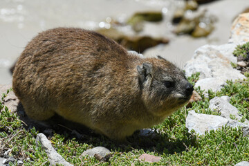 Marmot at Stony point of Betty's bay, South Africa