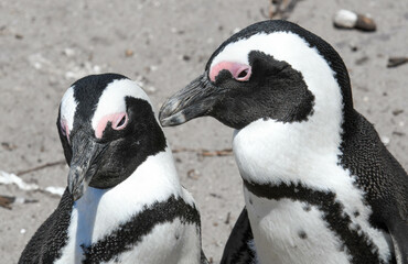 Close up of penguins at Stony point of Betty's bay, South Africa