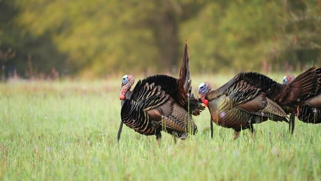 Wild Turkey (Meleagris gallopavo) gobblers. Three mature males strutting for a hen.  April in Georgia