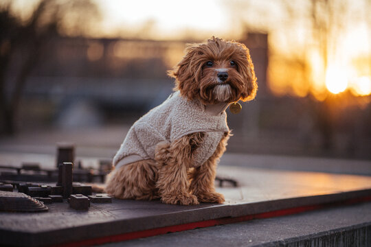Cavapoo in the park
