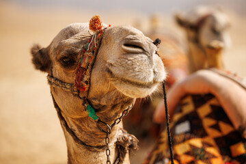 close-up of a dromedary in the desert