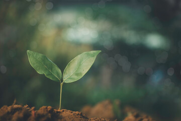 Growing plant,Young plant in the morning light on ground background, New life concept.Small plants on the ground in spring.fresh,seed,Photo fresh and Agriculture concept idea.