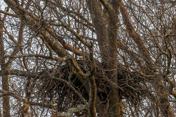 Curious Great Horned Owlet peeks over the edge of the nest