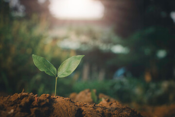 Growing plant,Young plant in the morning light on ground background, New life concept.Small plants on the ground in spring.fresh,seed,Photo fresh and Agriculture concept idea.