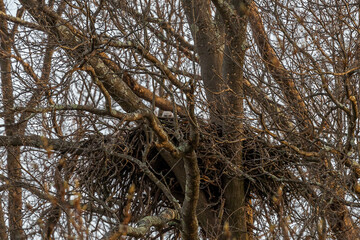 Curious Great Horned Owlet peeks over the edge of the nest