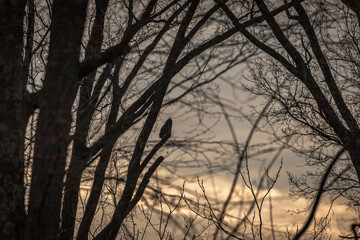 Silhouette of a Great Horned Owl  in the setting sun