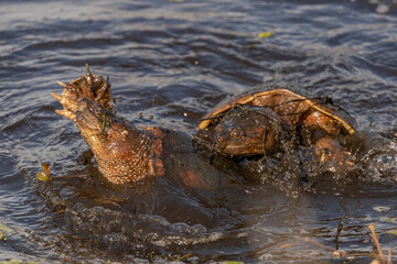 Snapping Turtles mating in the water of the marsh