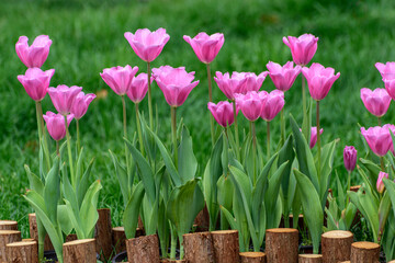 pink tulips in a garden