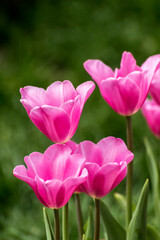pink tulips in the garden