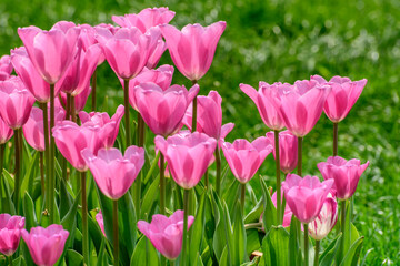 pink tulips in the garden